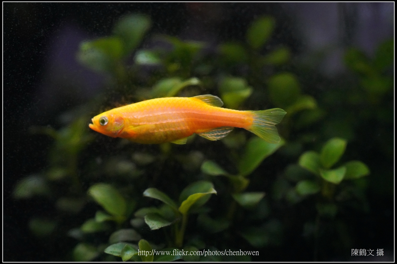 螢光斑馬魚_0322_Fluorescent Zebrafish.jpg
