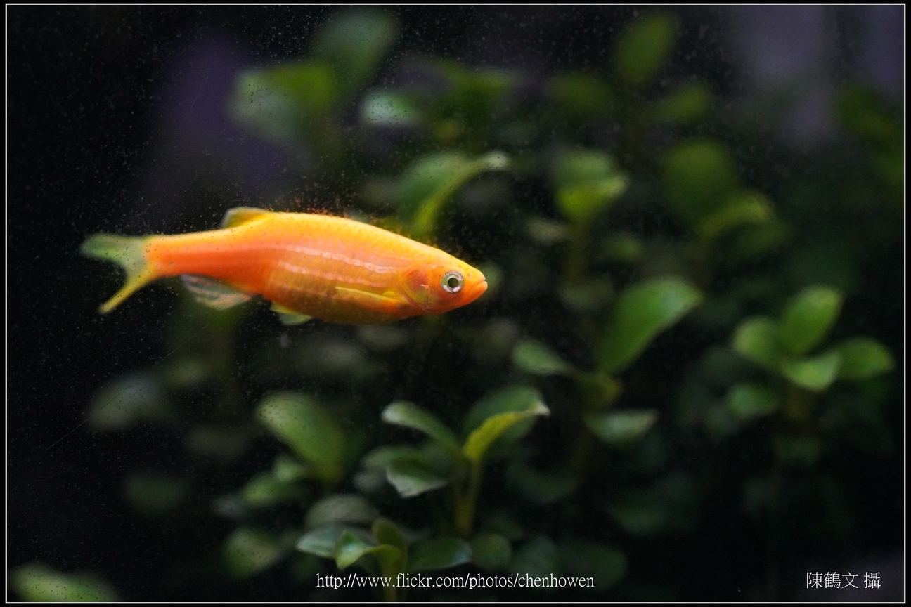 螢光斑馬魚_0305_Fluorescent Zebrafish.jpg