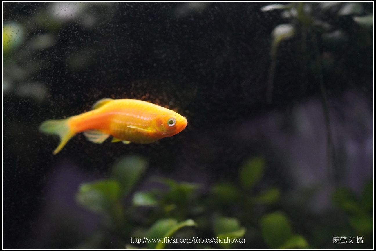 螢光斑馬魚_0304_Fluorescent Zebrafish.jpg