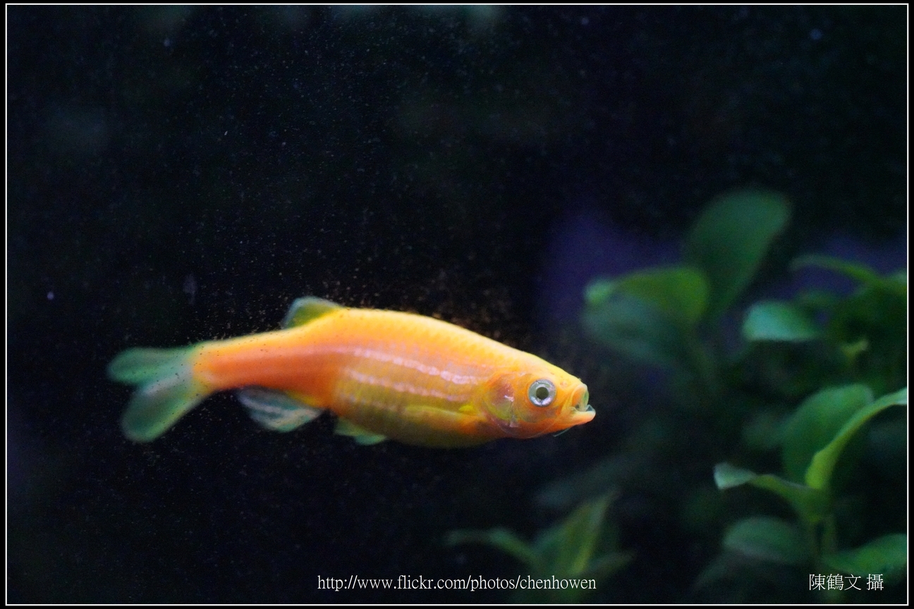 螢光斑馬魚_0311_Fluorescent Zebrafish.jpg