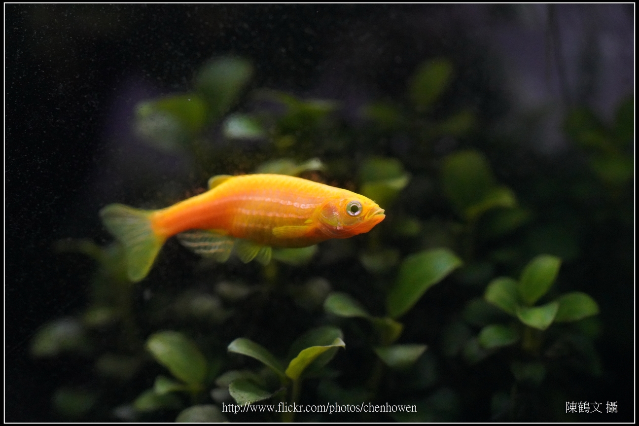 螢光斑馬魚_0310_Fluorescent Zebrafish.jpg