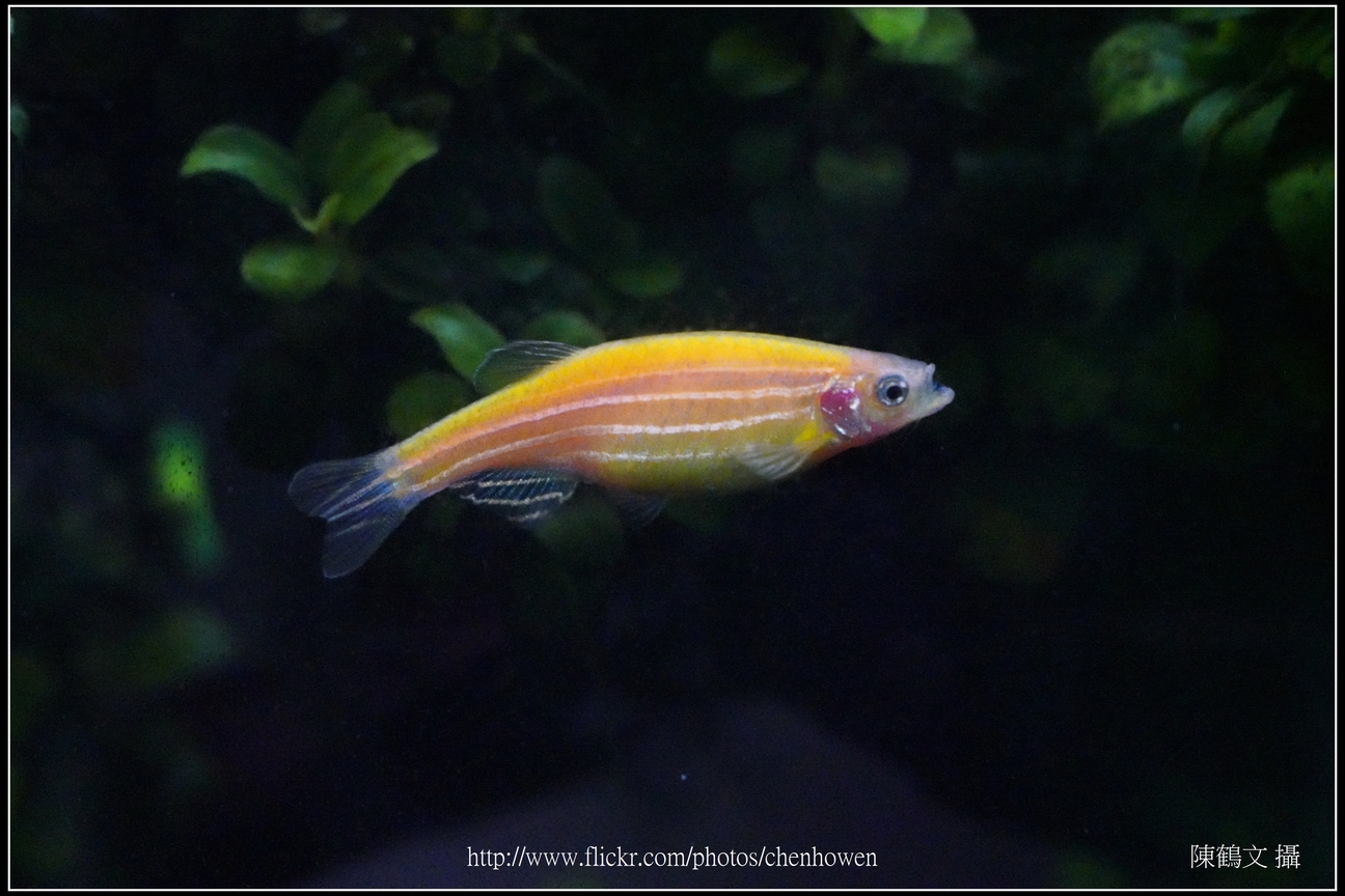 螢光斑馬魚_0312_Fluorescent Zebrafish.jpg