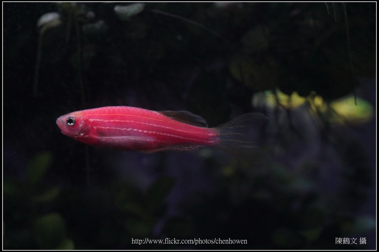 螢光斑馬魚_0278_Fluorescent Zebrafish.jpg