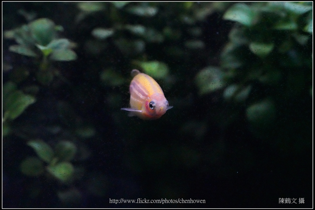 螢光斑馬魚_0074_Fluorescent Zebrafish.jpg
