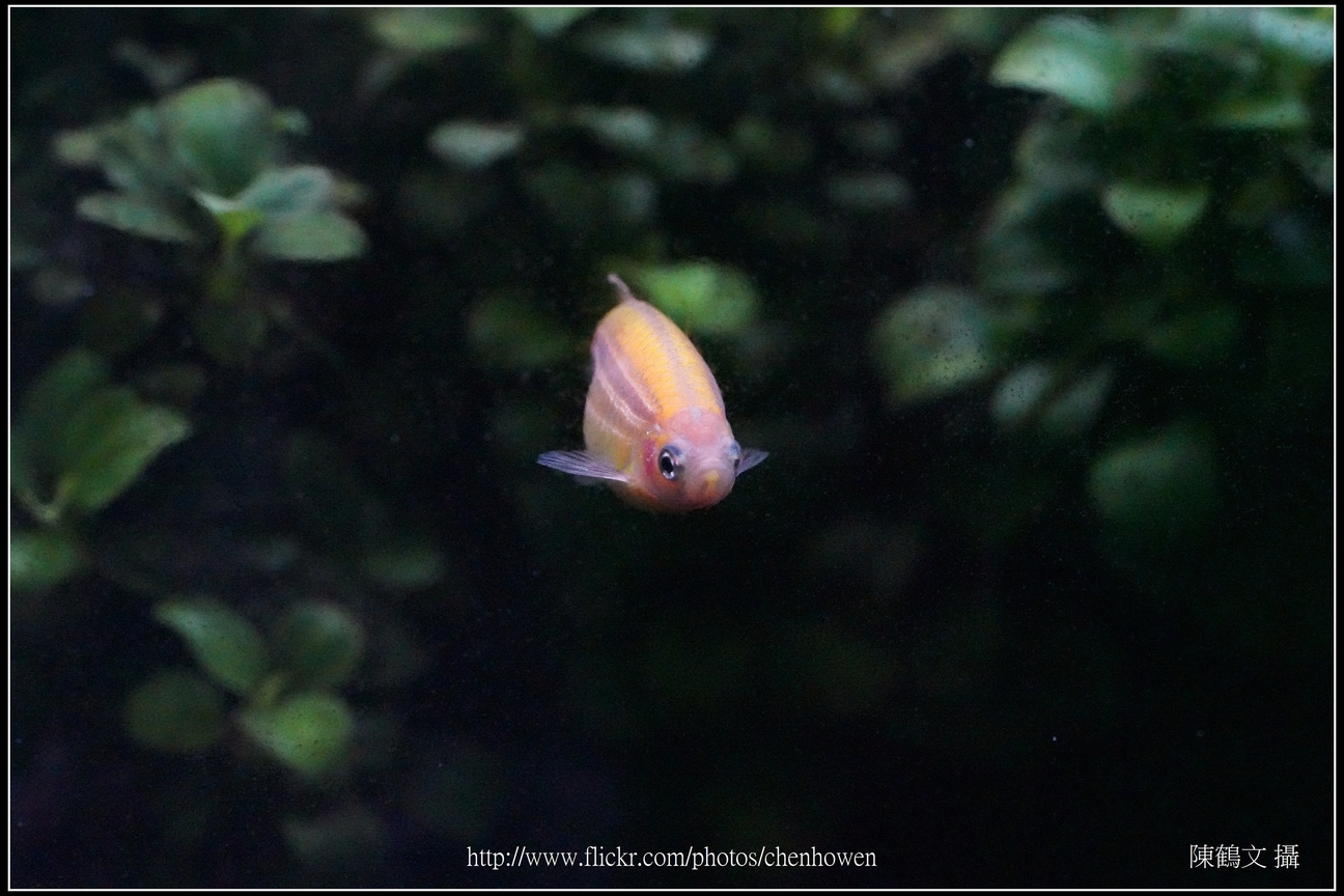 螢光斑馬魚_0073_Fluorescent Zebrafish.jpg