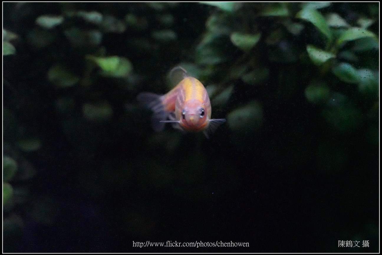 螢光斑馬魚_0076_Fluorescent Zebrafish.jpg