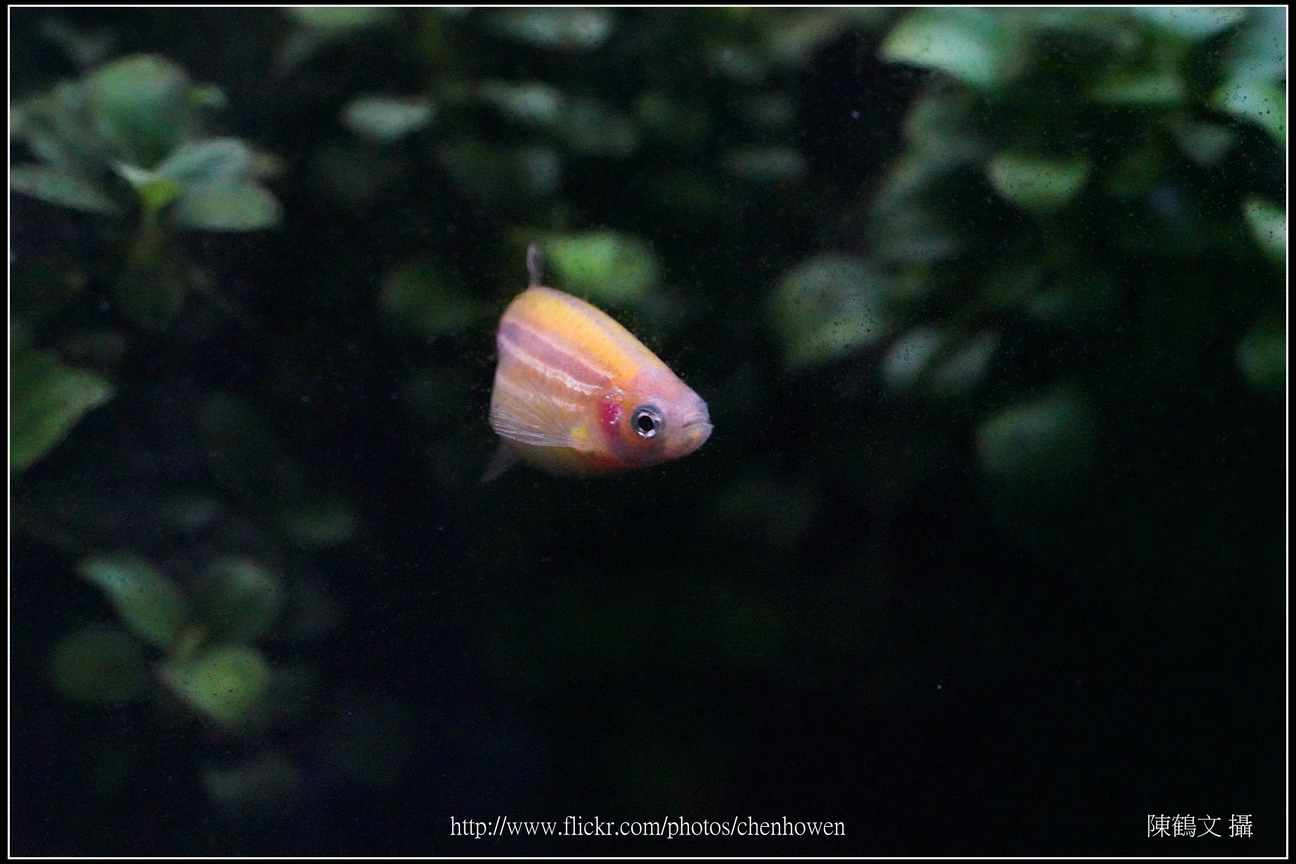 螢光斑馬魚_0075_Fluorescent Zebrafish.jpg