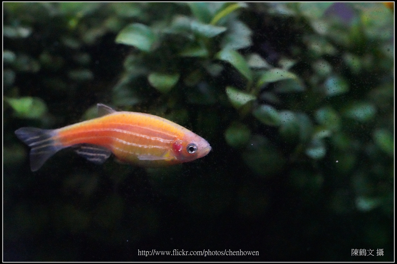 螢光斑馬魚_0084_Fluorescent Zebrafish.jpg