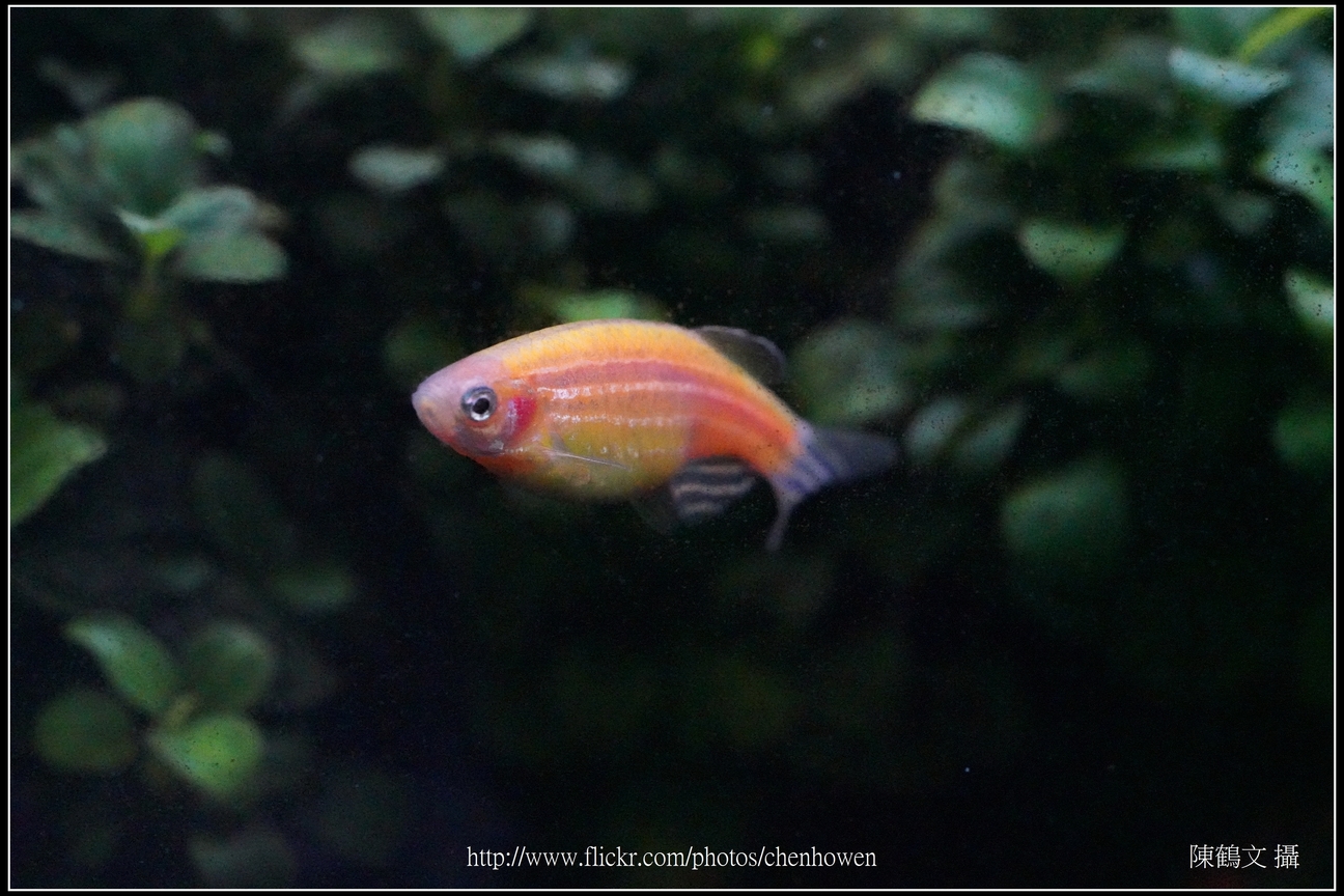 螢光斑馬魚_0086_Fluorescent Zebrafish.jpg