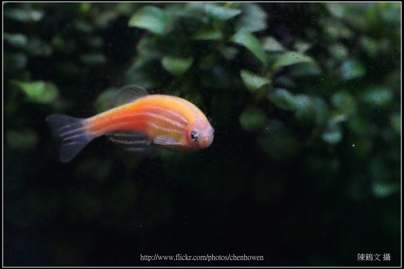 螢光斑馬魚_0085_Fluorescent Zebrafish.jpg