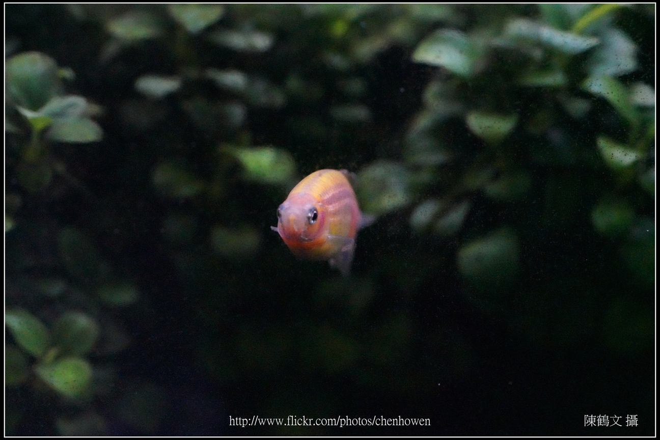 螢光斑馬魚_0088_Fluorescent Zebrafish.jpg