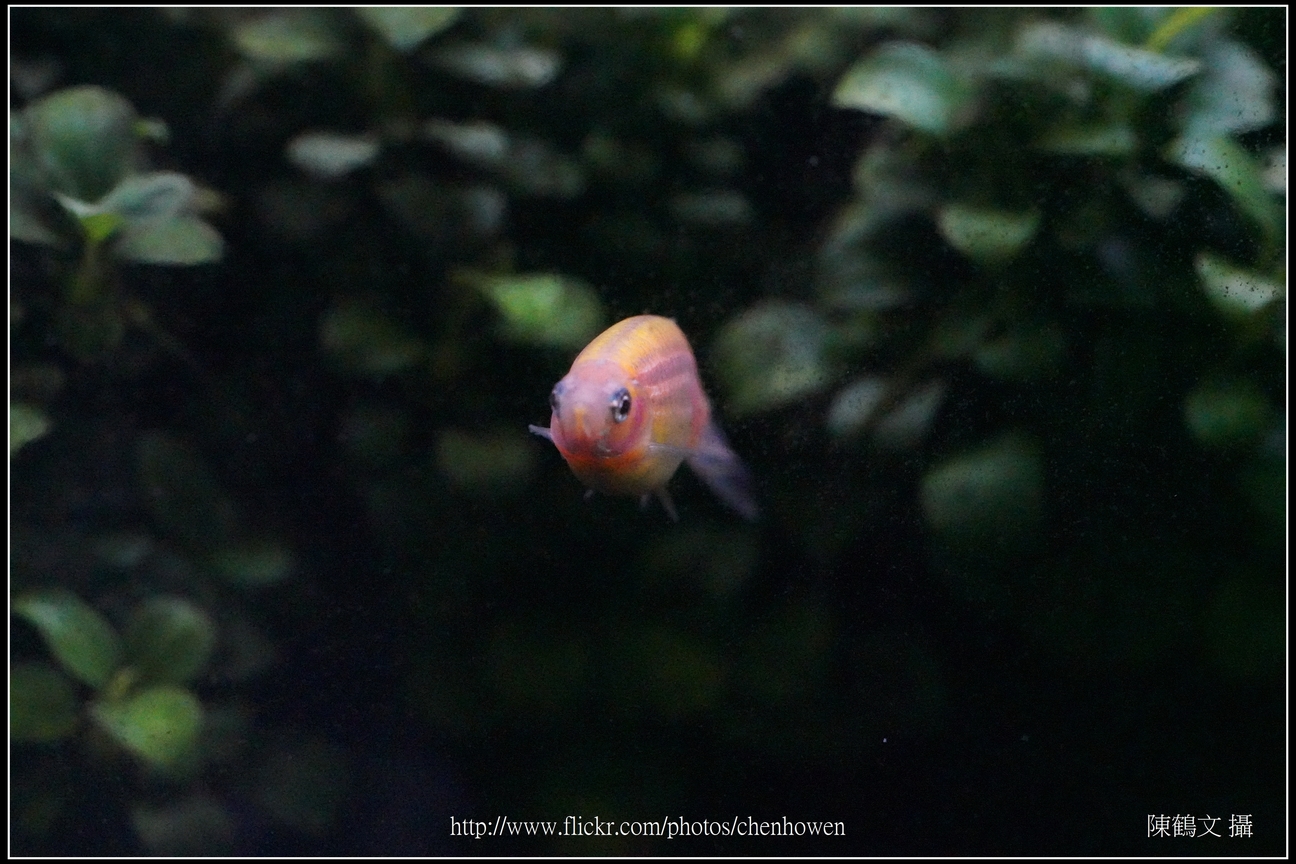 螢光斑馬魚_0087_Fluorescent Zebrafish.jpg