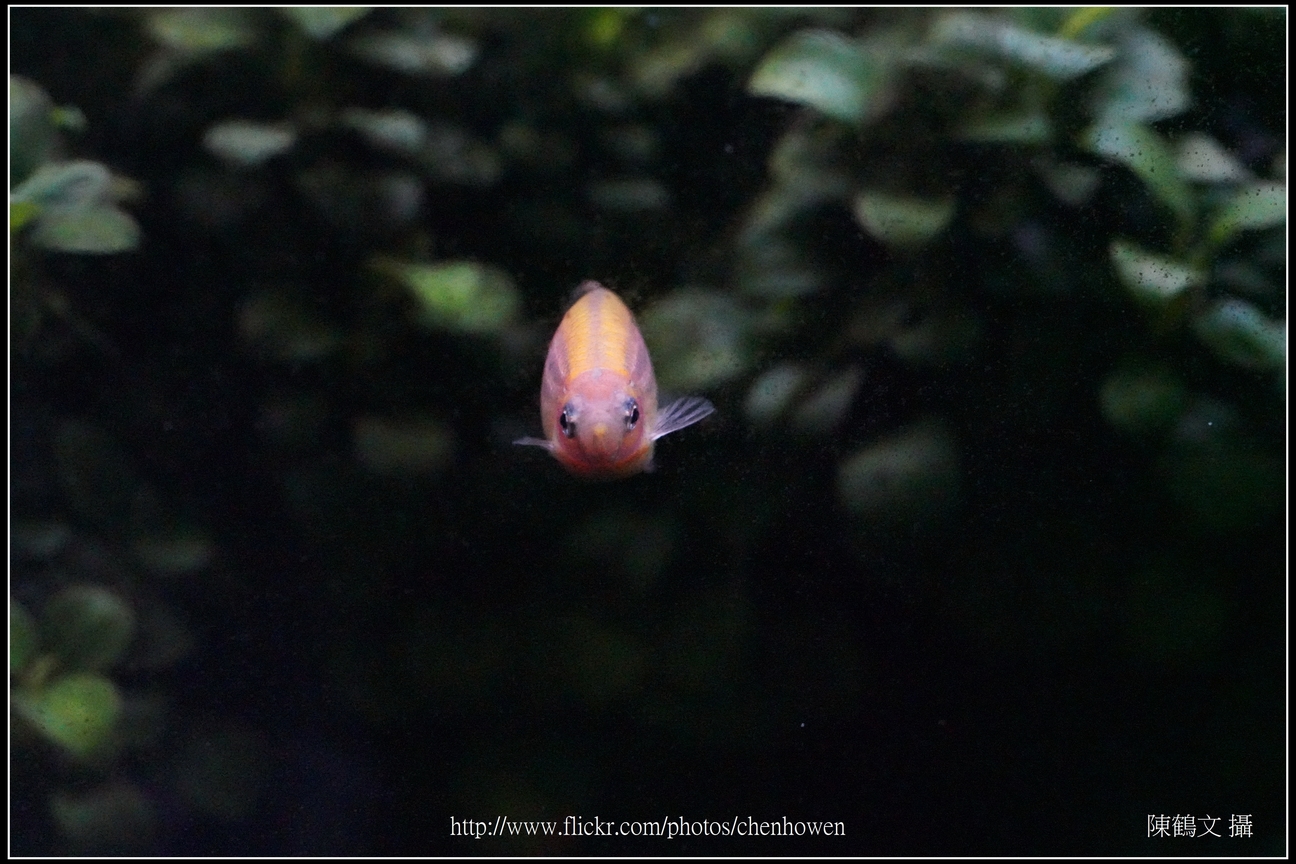 螢光斑馬魚_0080_Fluorescent Zebrafish.jpg