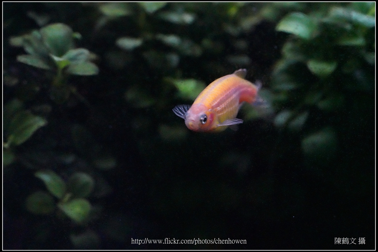 螢光斑馬魚_0079_Fluorescent Zebrafish.jpg