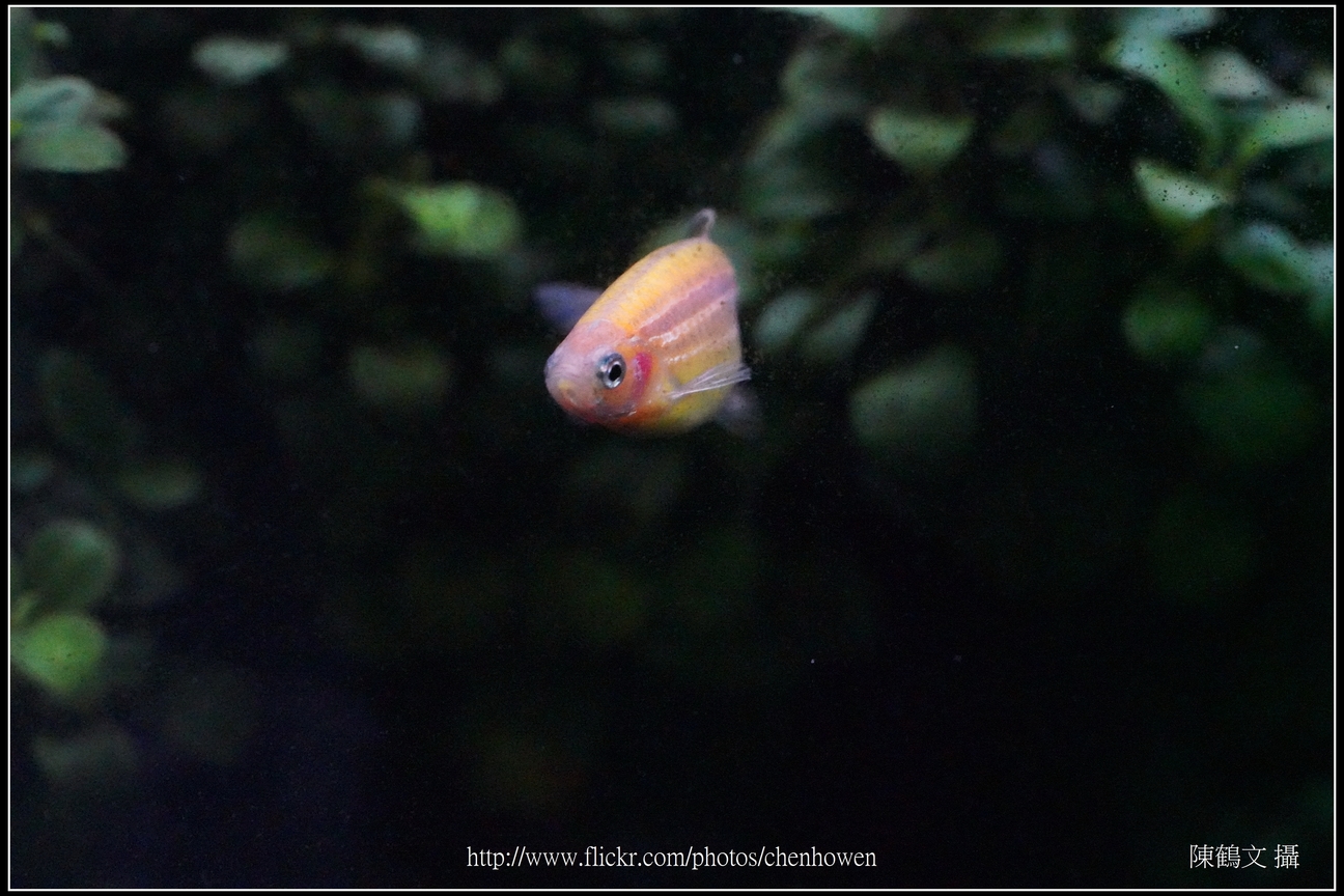 螢光斑馬魚_0082_Fluorescent Zebrafish.jpg
