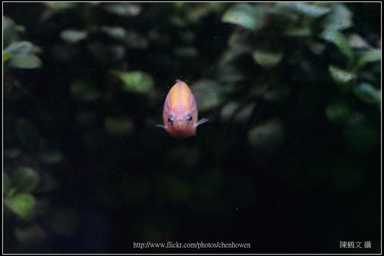螢光斑馬魚_0081_Fluorescent Zebrafish.jpg