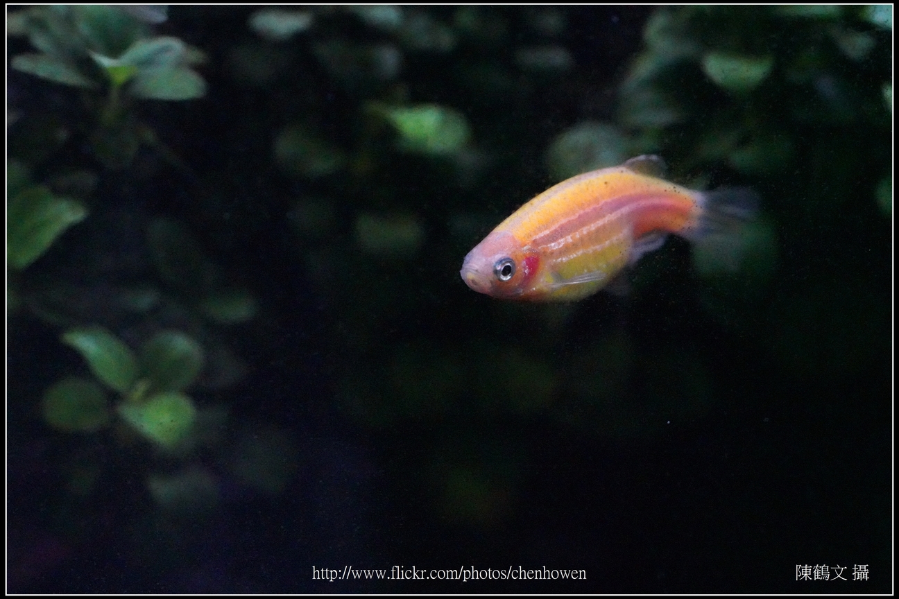 螢光斑馬魚_0078_Fluorescent Zebrafish.jpg