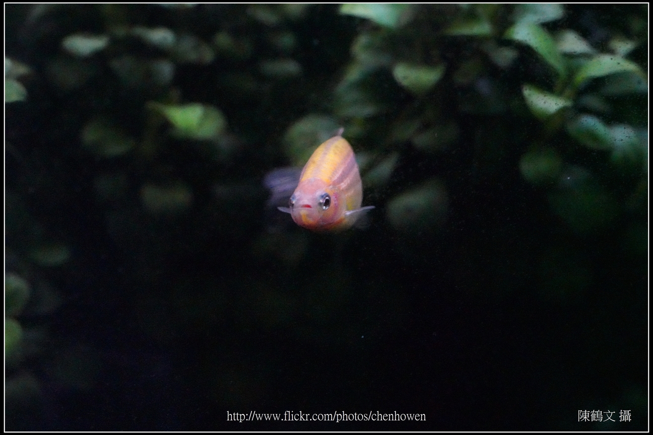 螢光斑馬魚_0077_Fluorescent Zebrafish.jpg