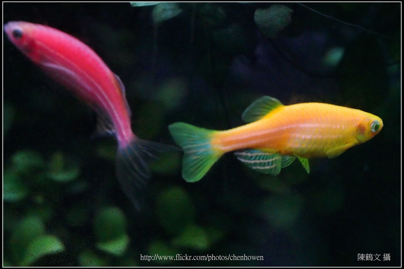 螢光斑馬魚_0070_Fluorescent Zebrafish.jpg