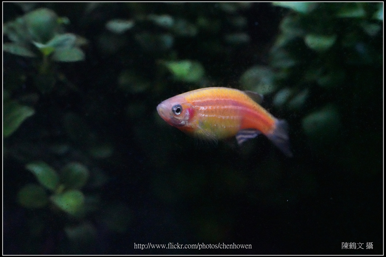螢光斑馬魚_0069_Fluorescent Zebrafish.jpg