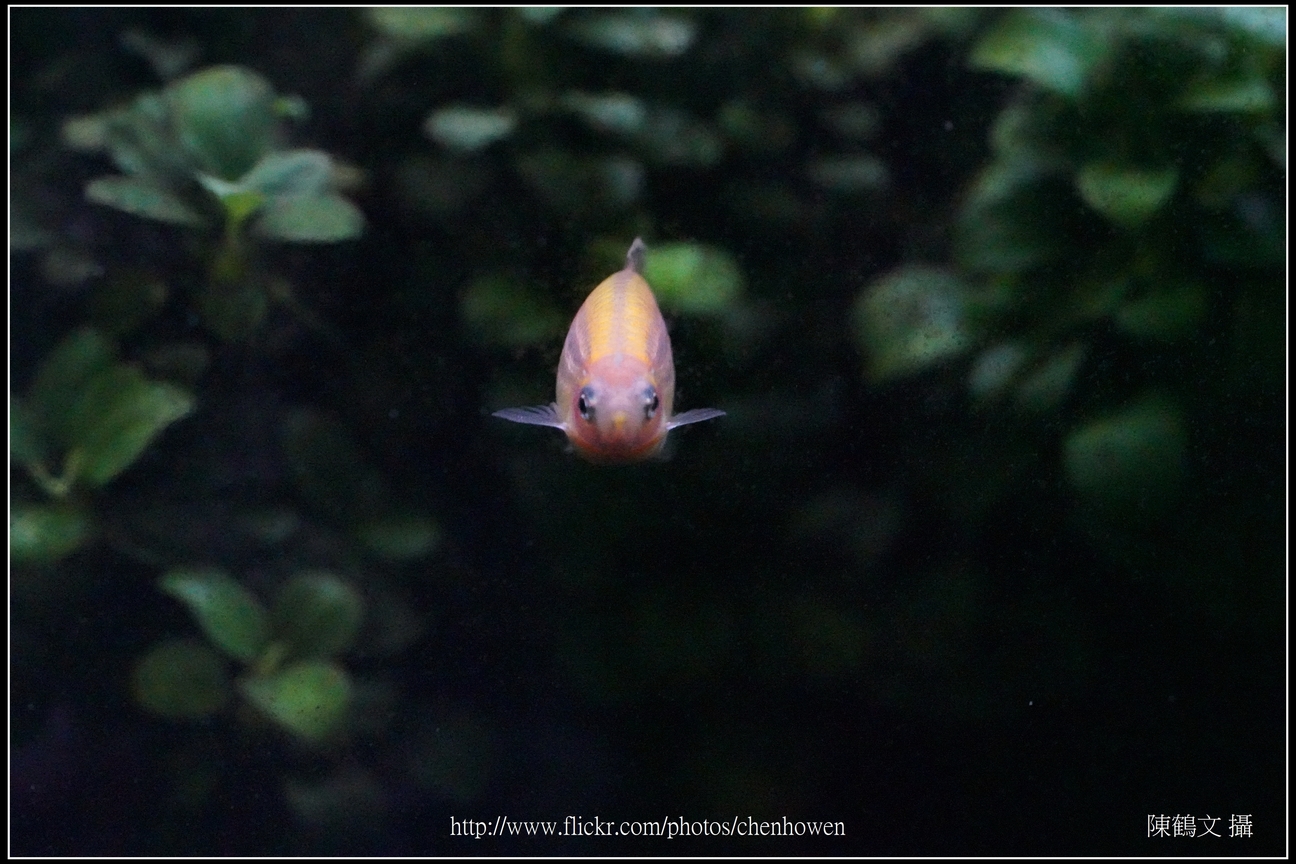 螢光斑馬魚_0072_Fluorescent Zebrafish.jpg