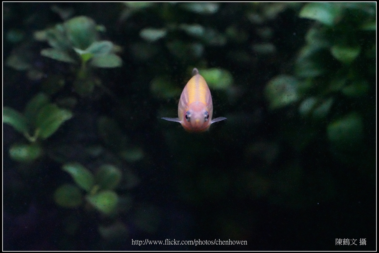 螢光斑馬魚_0071_Fluorescent Zebrafish.jpg