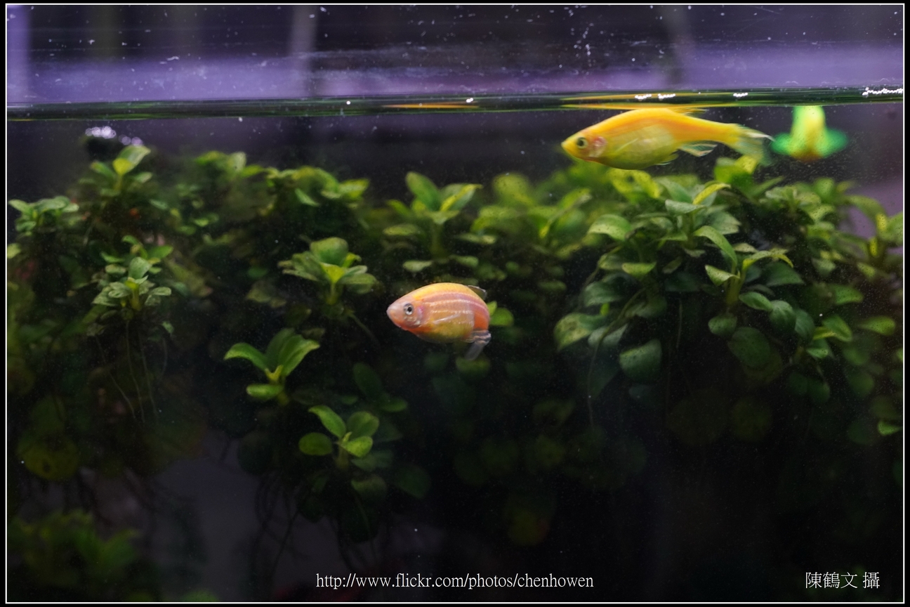 螢光斑馬魚_0060_Fluorescent Zebrafish.jpg