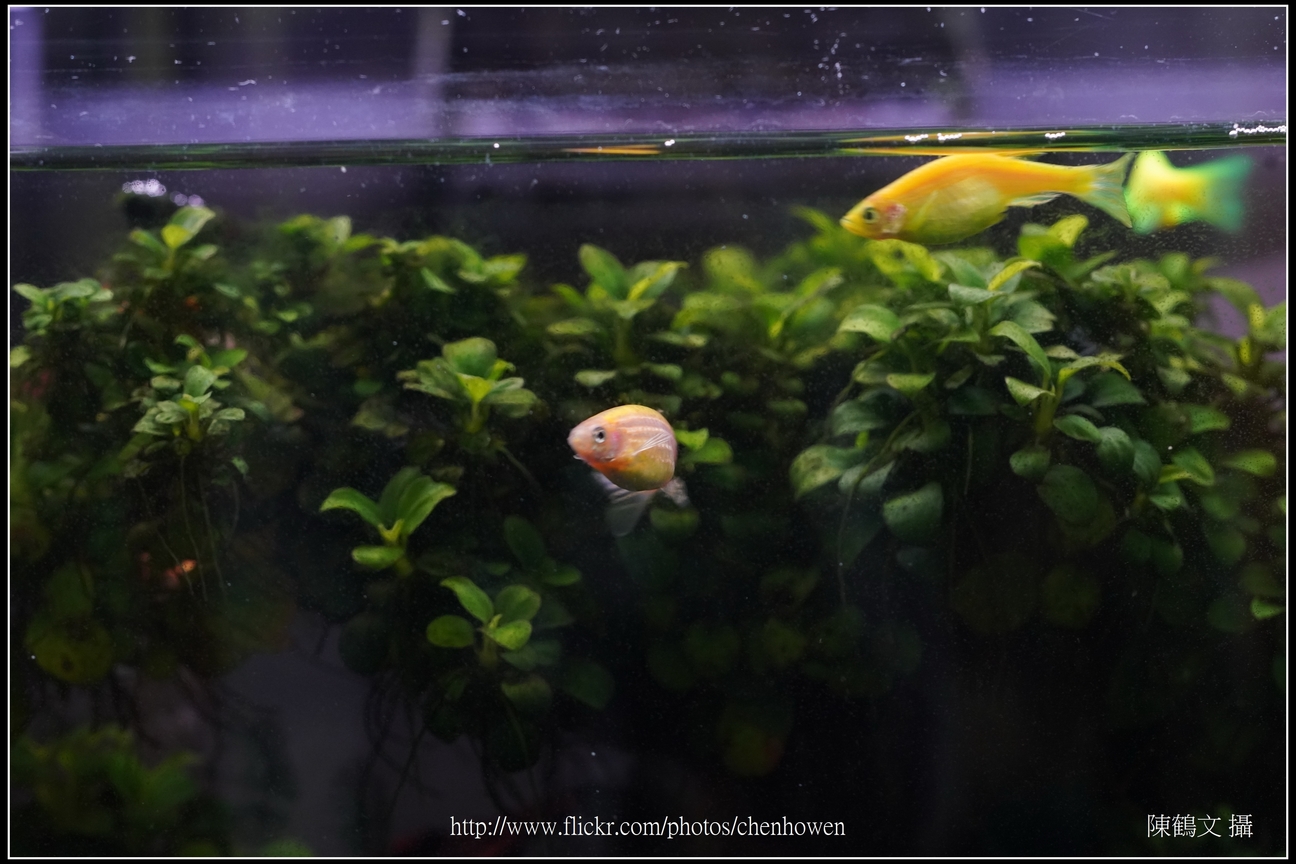 螢光斑馬魚_0059_Fluorescent Zebrafish.jpg