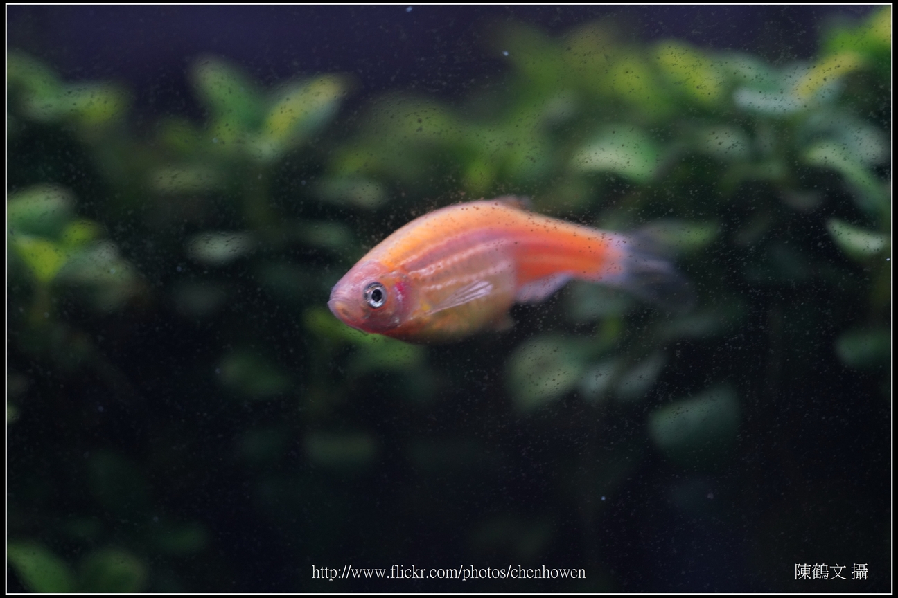 螢光斑馬魚_0062_Fluorescent Zebrafish.jpg
