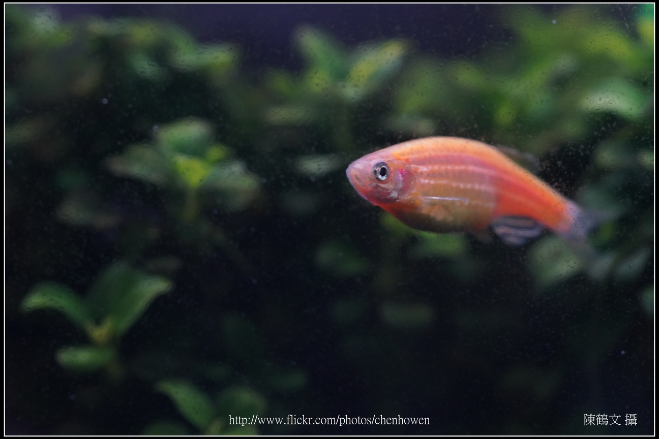 螢光斑馬魚_0061_Fluorescent Zebrafish.jpg