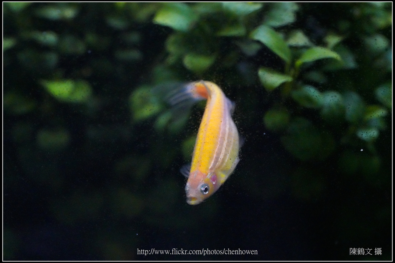 螢光斑馬魚_0028_Fluorescent Zebrafish.jpg