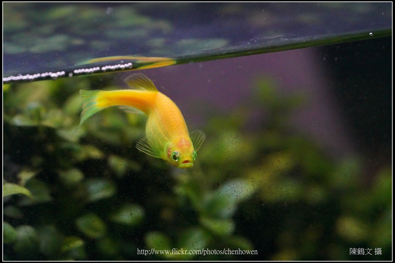 螢光斑馬魚_0027_Fluorescent Zebrafish.jpg