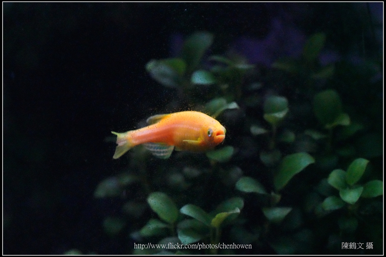螢光斑馬魚_0064_Fluorescent Zebrafish.jpg