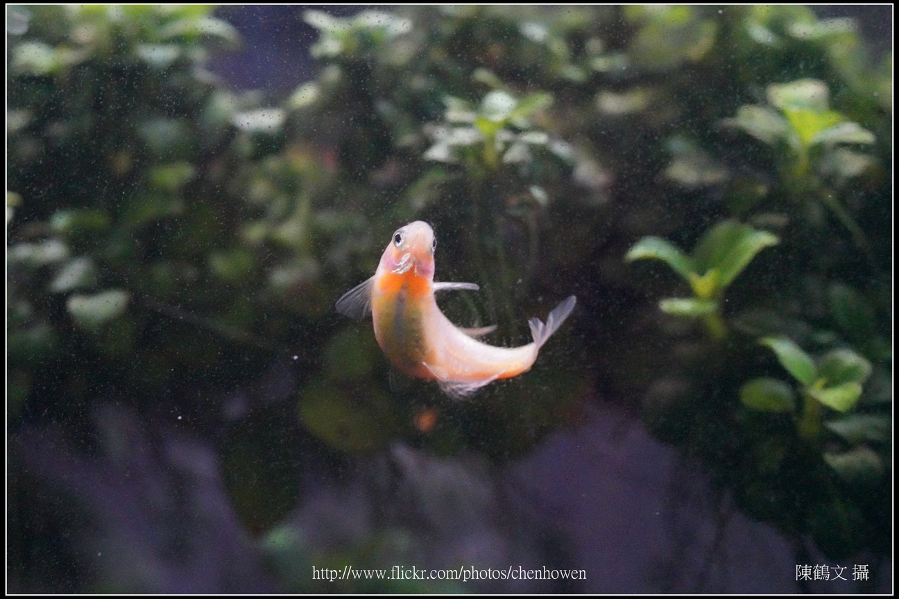 螢光斑馬魚_0063_Fluorescent Zebrafish.jpg