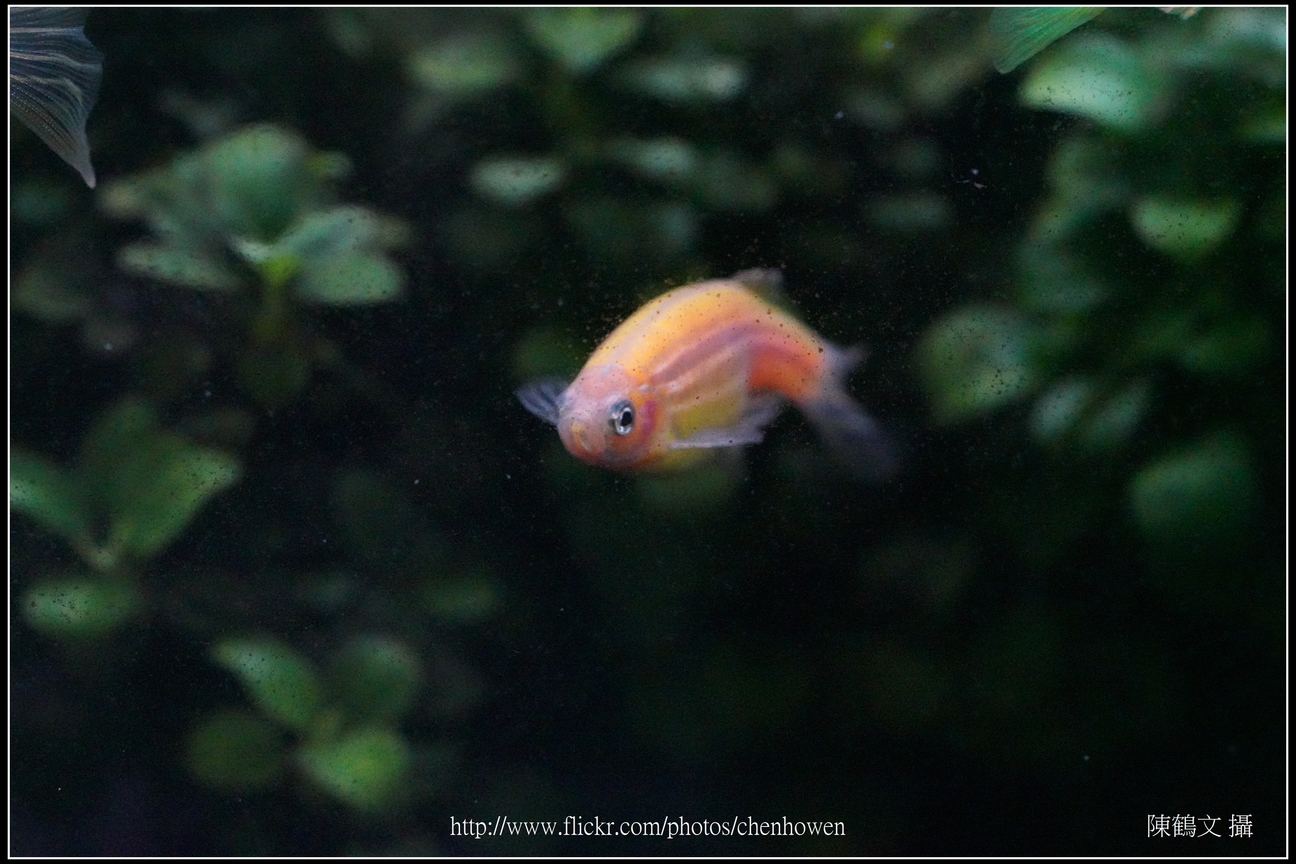 螢光斑馬魚_0066_Fluorescent Zebrafish.jpg