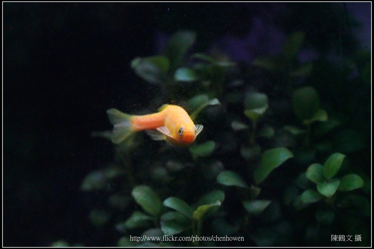 螢光斑馬魚_0065_Fluorescent Zebrafish.jpg