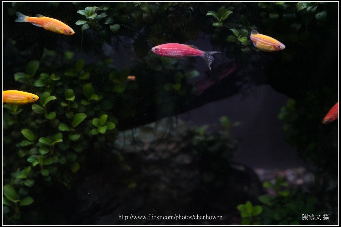 螢光斑馬魚_0006_Fluorescent Zebrafish.jpg