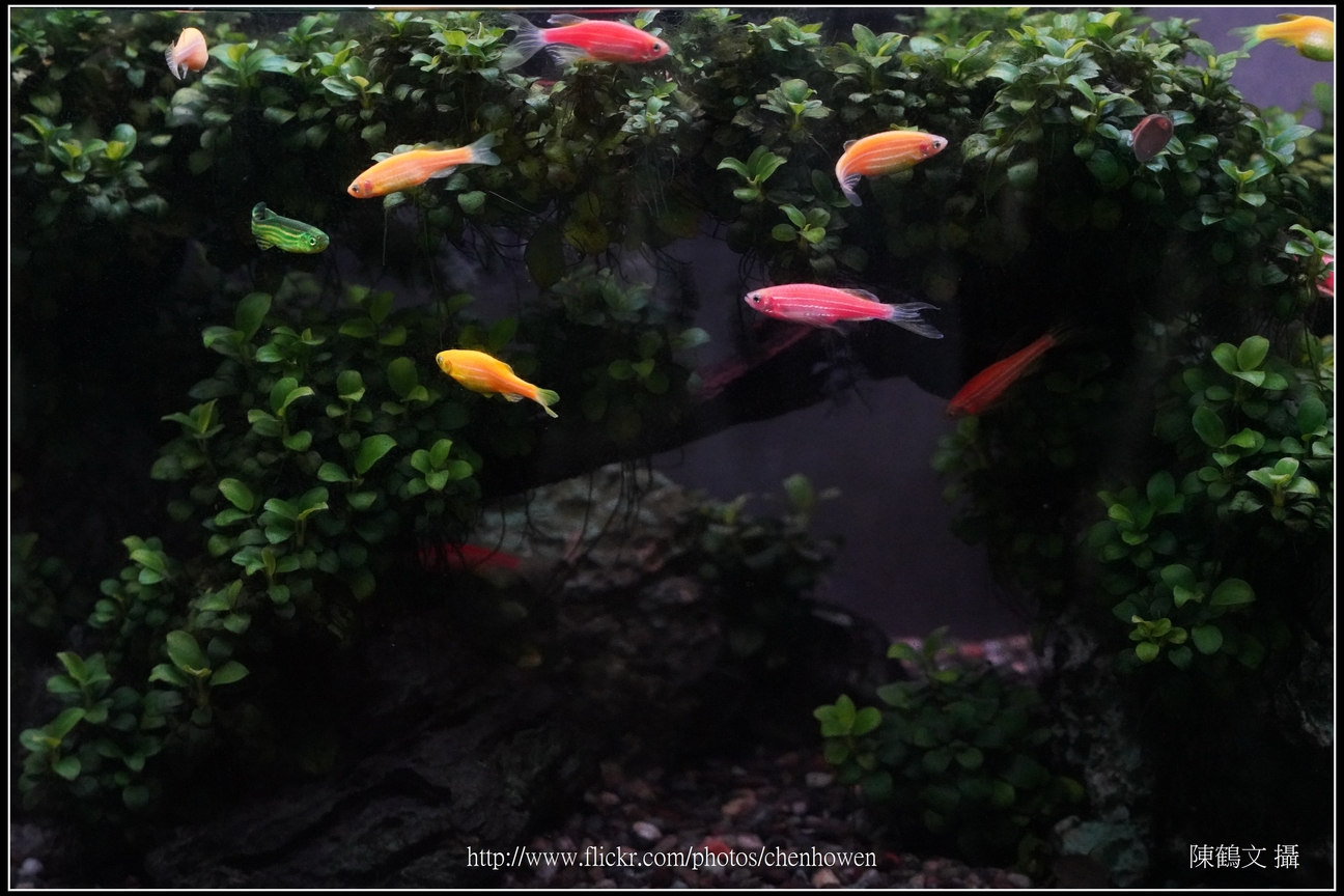 螢光斑馬魚_0005_Fluorescent Zebrafish.jpg