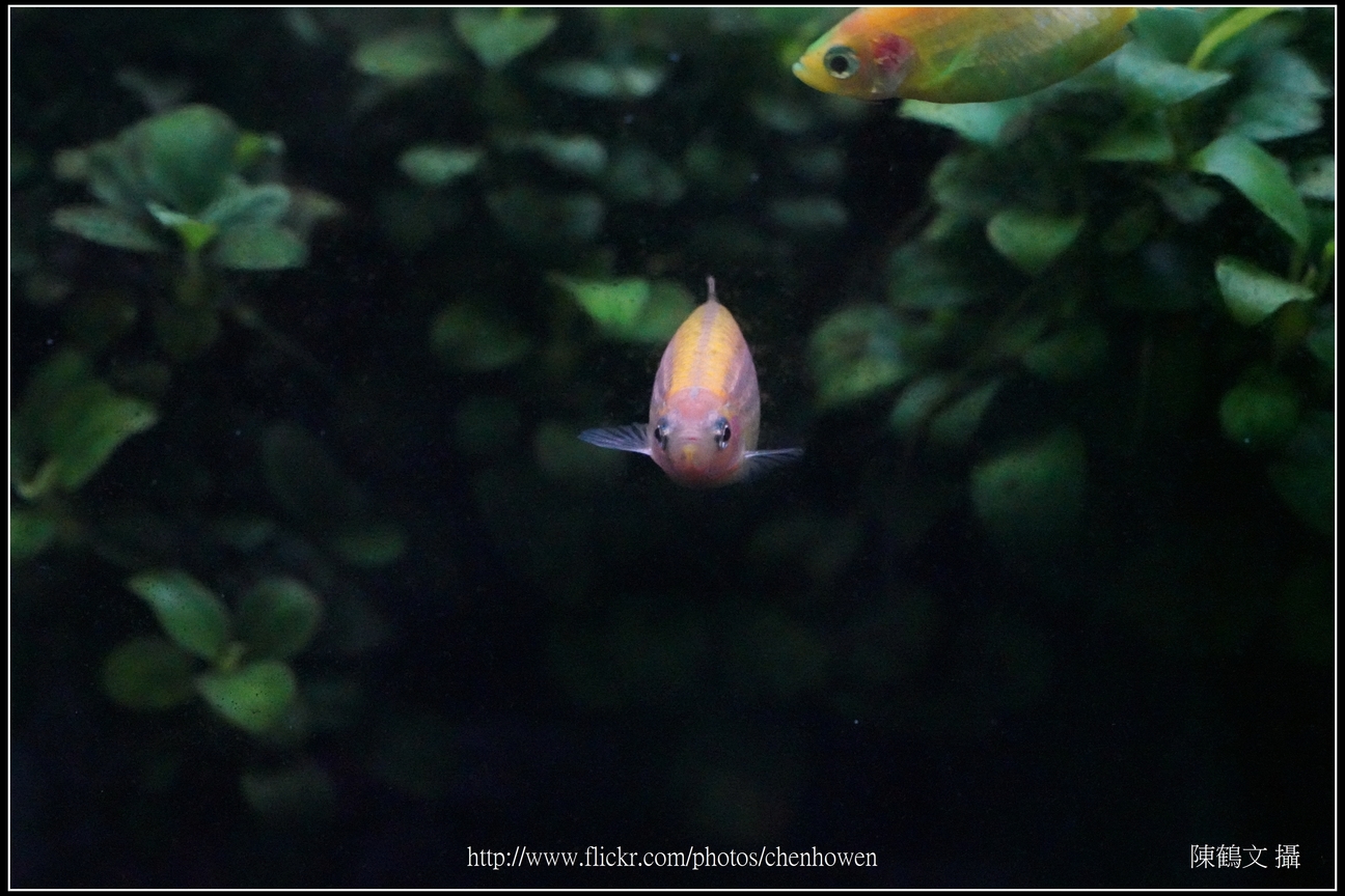 螢光斑馬魚_0054_Fluorescent Zebrafish.jpg