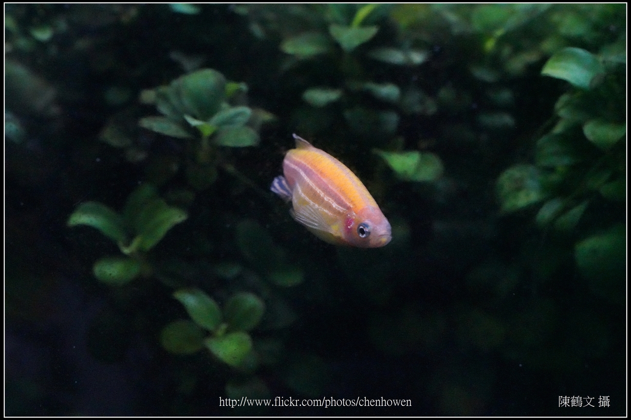 螢光斑馬魚_0053_Fluorescent Zebrafish.jpg