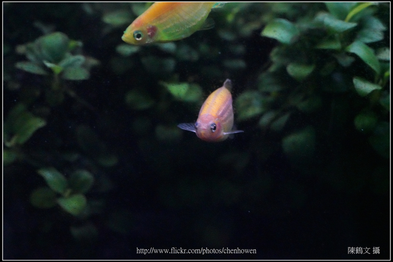 螢光斑馬魚_0056_Fluorescent Zebrafish.jpg