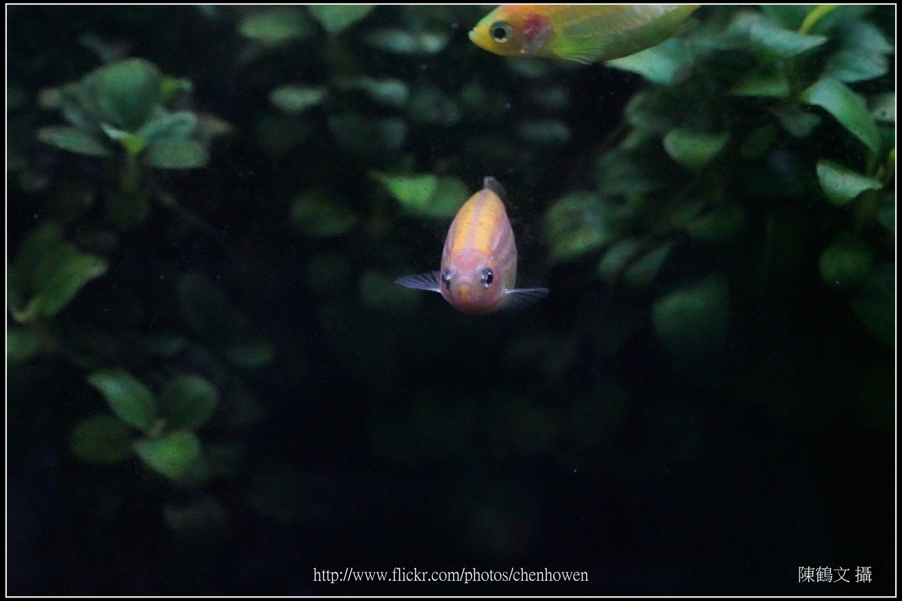 螢光斑馬魚_0055_Fluorescent Zebrafish.jpg