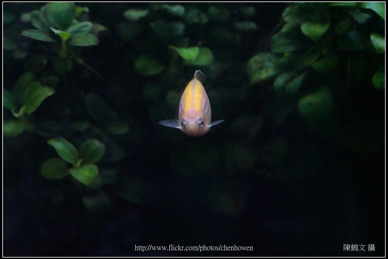 螢光斑馬魚_0048_Fluorescent Zebrafish.jpg