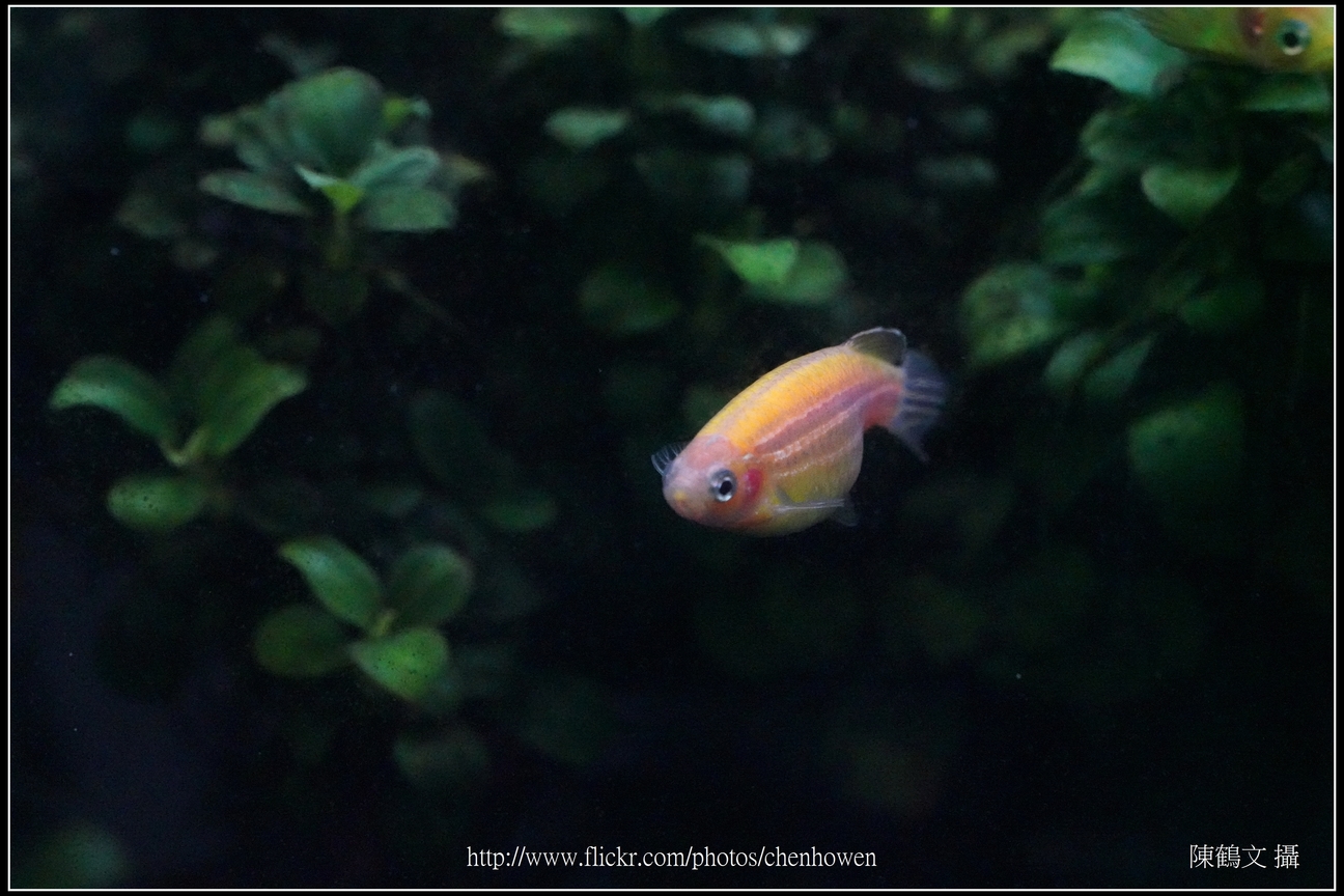 螢光斑馬魚_0050_Fluorescent Zebrafish.jpg
