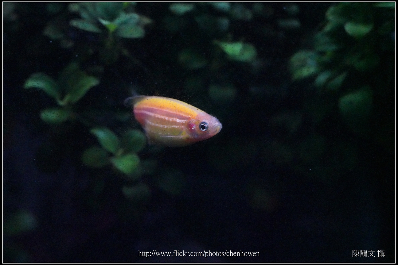 螢光斑馬魚_0049_Fluorescent Zebrafish.jpg
