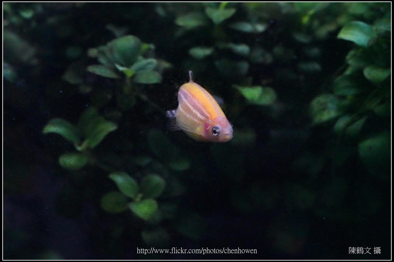 螢光斑馬魚_0052_Fluorescent Zebrafish.jpg