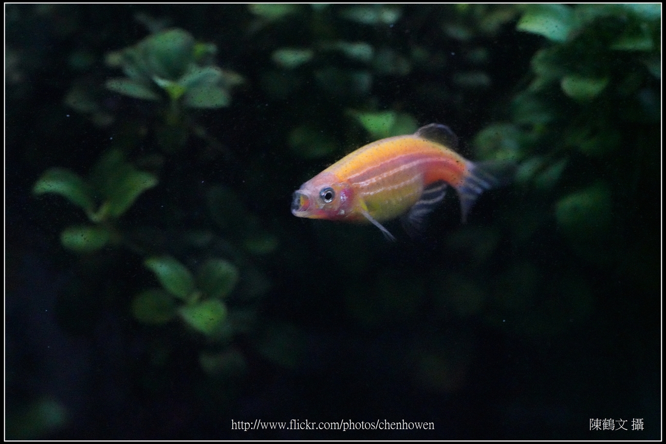 螢光斑馬魚_0051_Fluorescent Zebrafish.jpg