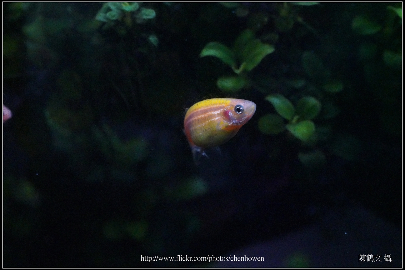螢光斑馬魚_0034_Fluorescent Zebrafish.jpg
