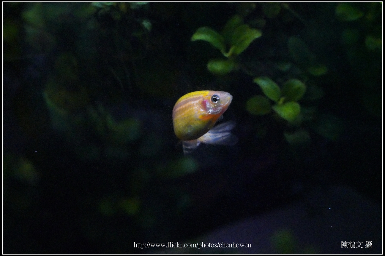 螢光斑馬魚_0033_Fluorescent Zebrafish.jpg