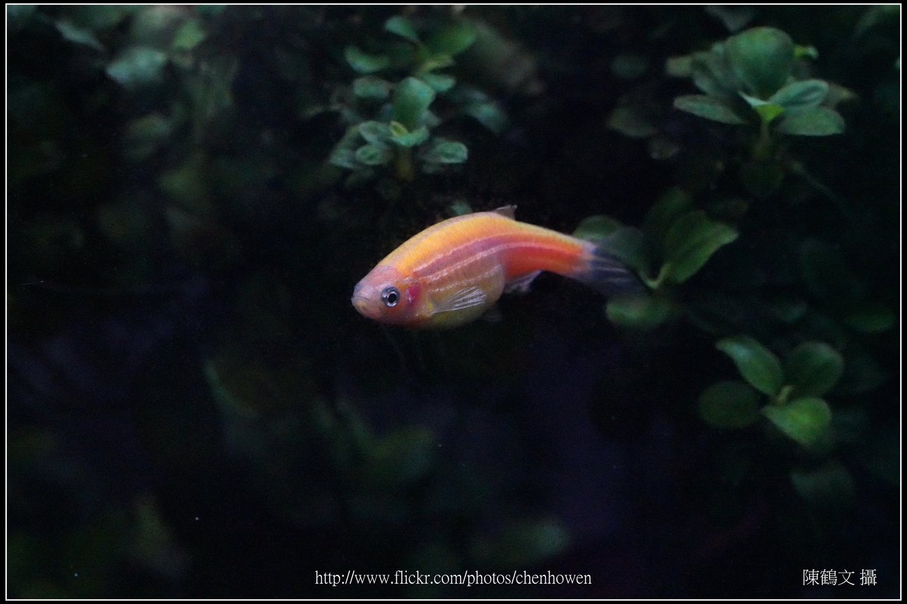 螢光斑馬魚_0036_Fluorescent Zebrafish.jpg